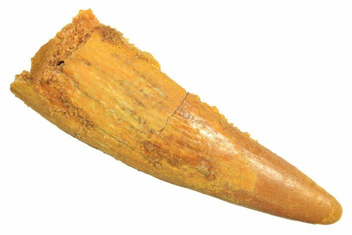 Fossil Pterosaur (Siroccopteryx) Tooth - Morocco #297021